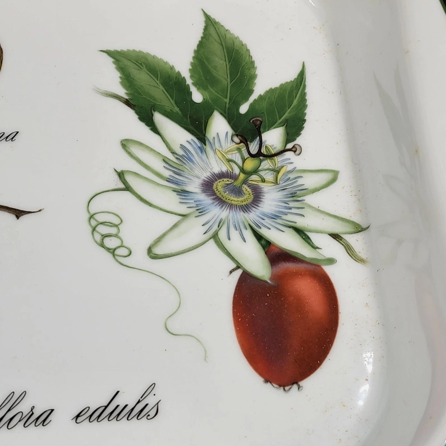 Apilco Elysian Gardens 11" Square Baker Roaster Porcelain Fruit Design France