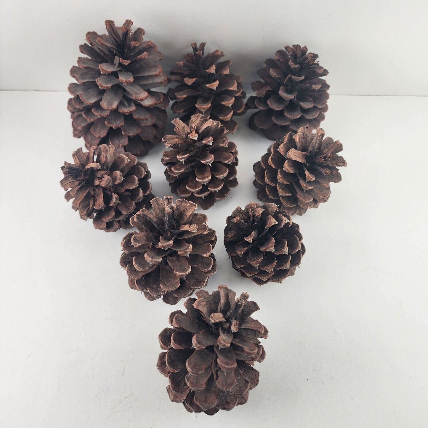 Lots of Pine Cones 3-5" Large Size Estimated at 100 Plus Units for Crafting Etc