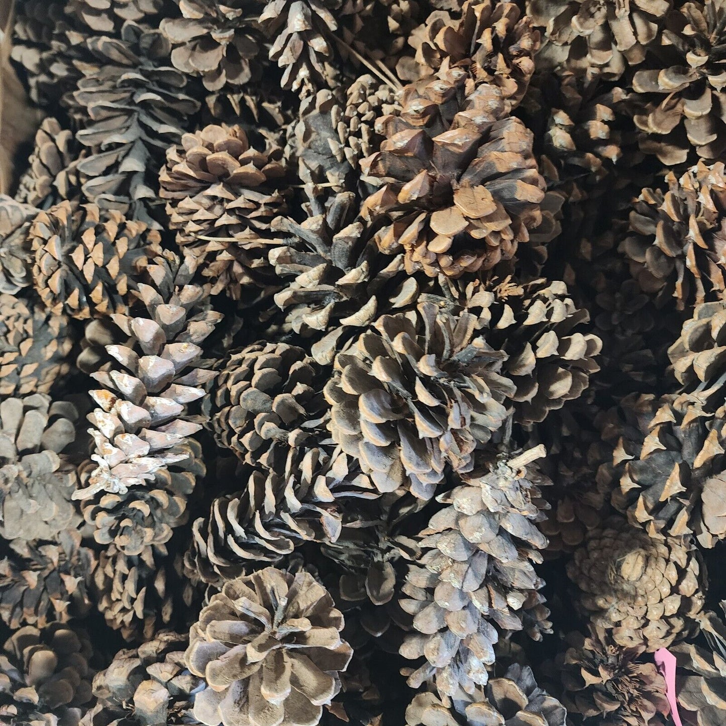 Lots of Pine Cones 3-5" Large Size Estimated at 100 Plus Units for Crafting Etc