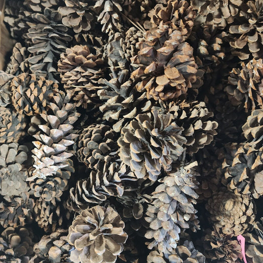 Lots of Pine Cones 3-5" Large Size Estimated at 100 Plus Units for Crafting Etc