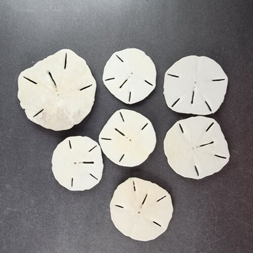 7 Hand Painted Sand Dollars Simple Flowers Sizes 3" to 4.5" Across Vintage