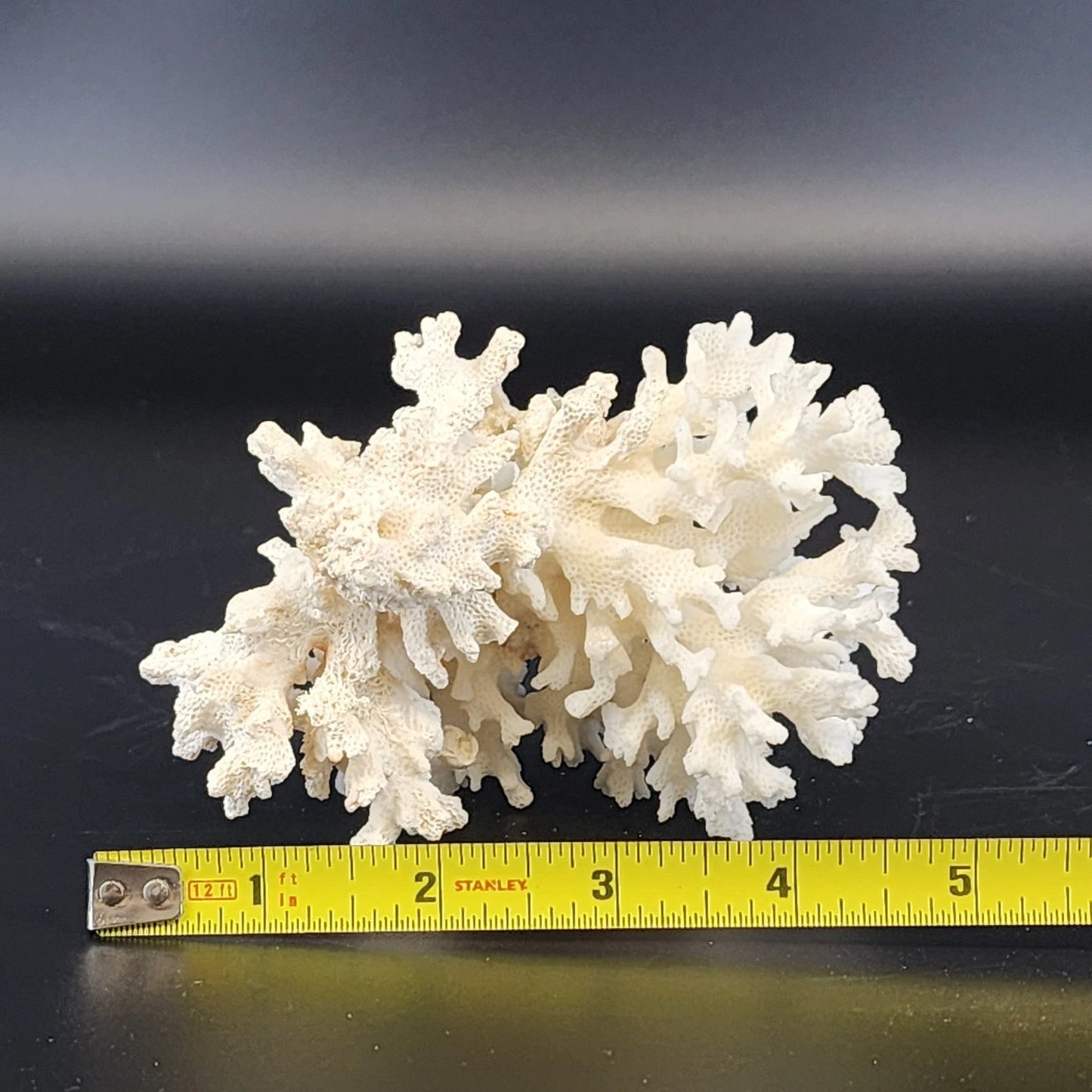 Natural White Stem Coral Specimen Genuine 5" Sea Life Nautical Coastal Decor