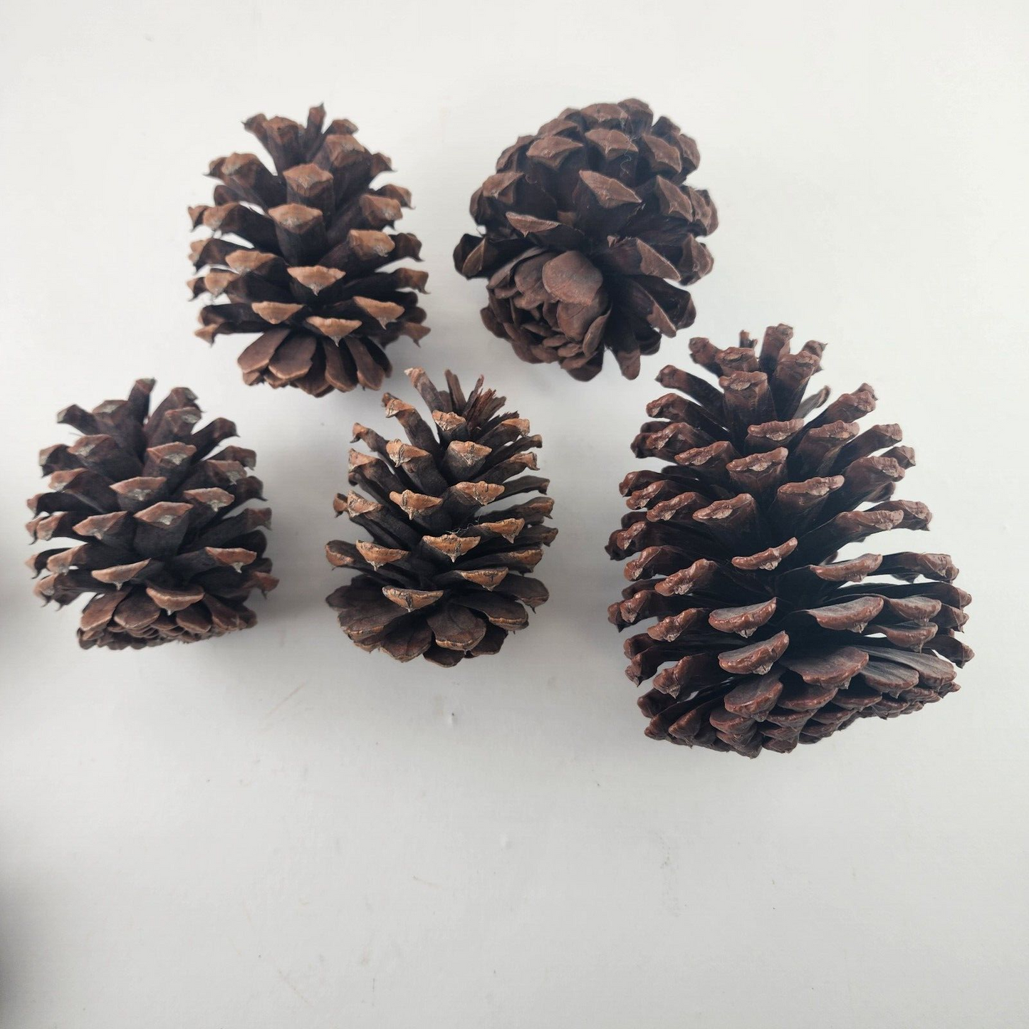 Lots of Pine Cones 3-5" Large Size Estimated at 100 Plus Units for Crafting Etc