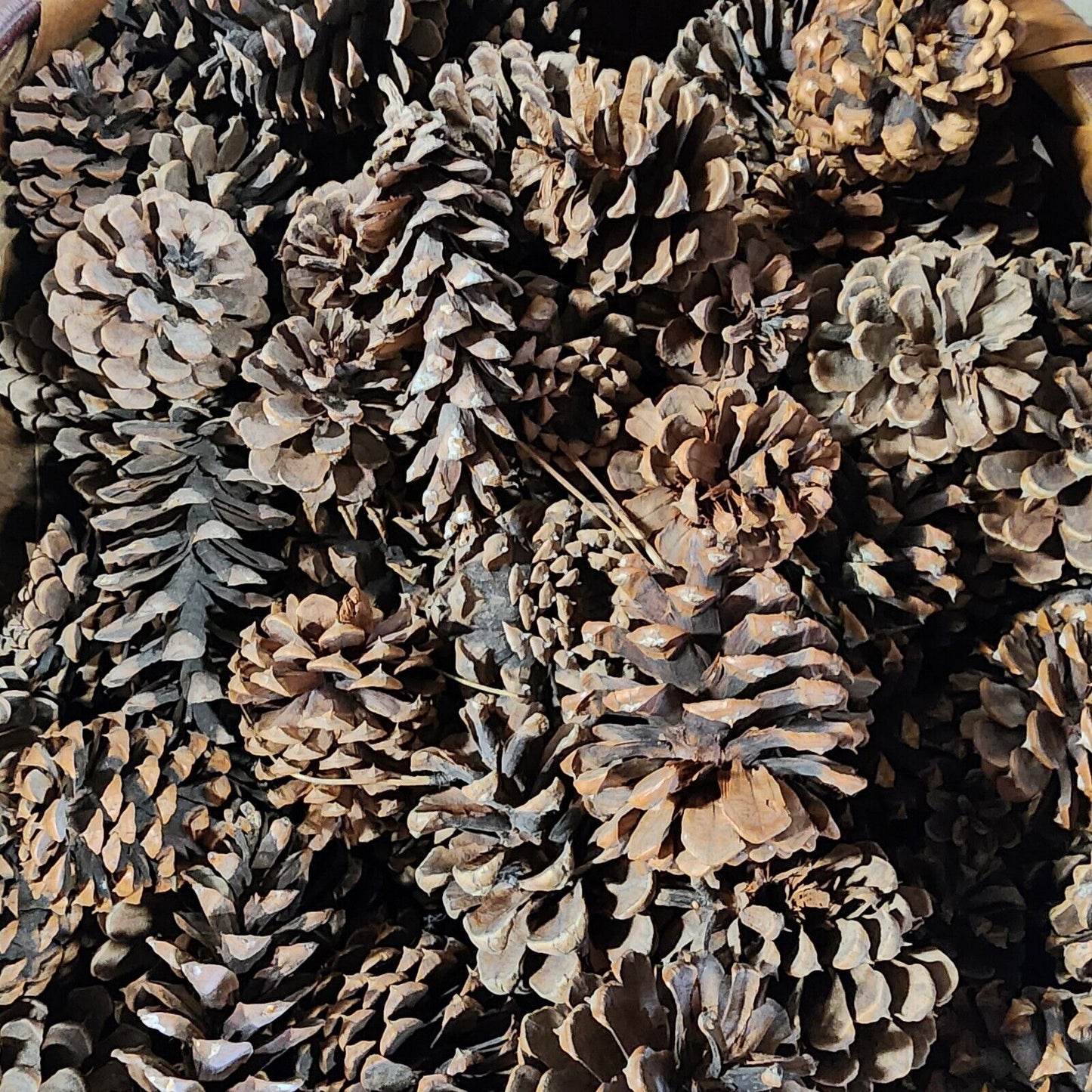 Lots of Pine Cones 3-5" Large Size Estimated at 100 Plus Units for Crafting Etc