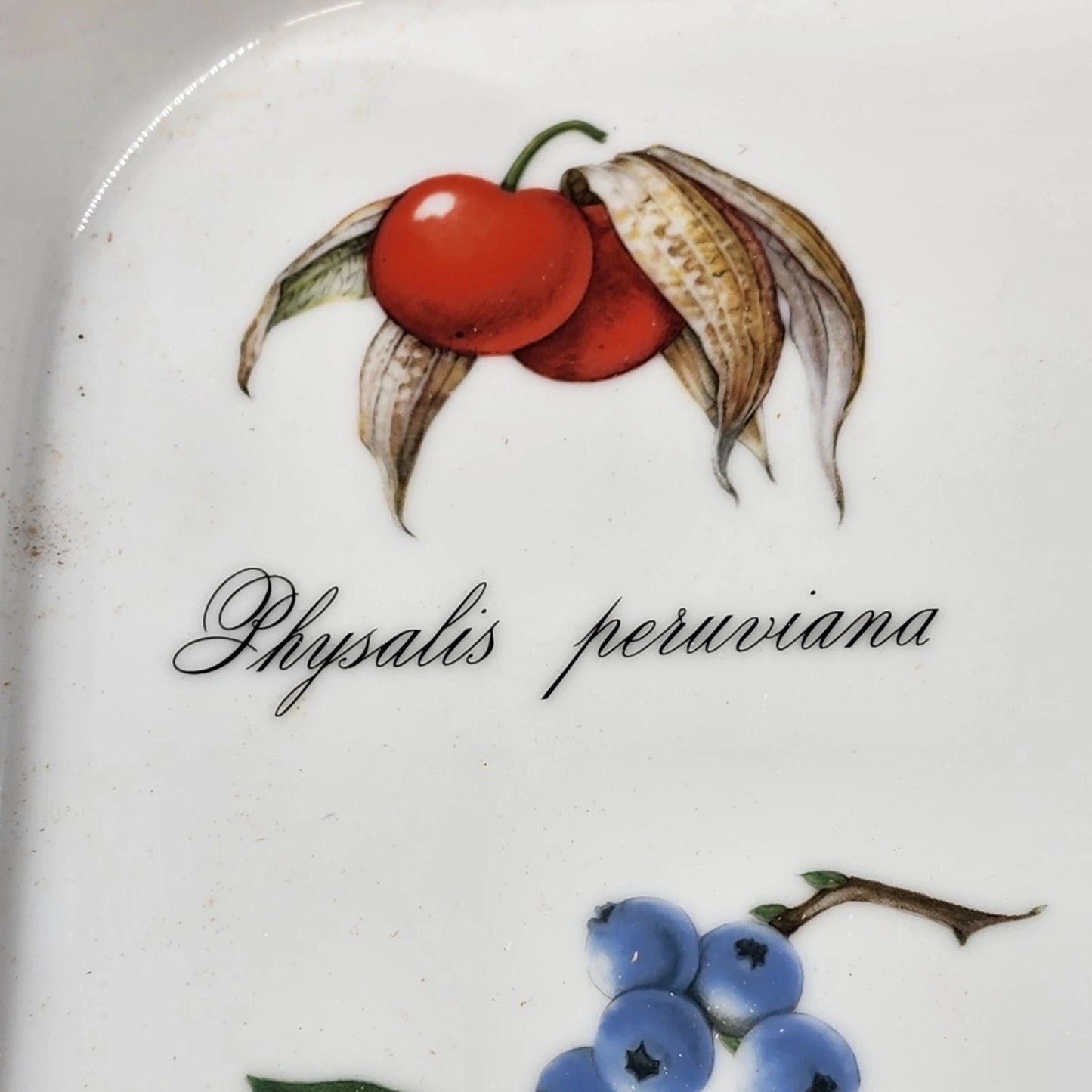 Apilco Elysian Gardens 11" Square Baker Roaster Porcelain Fruit Design France