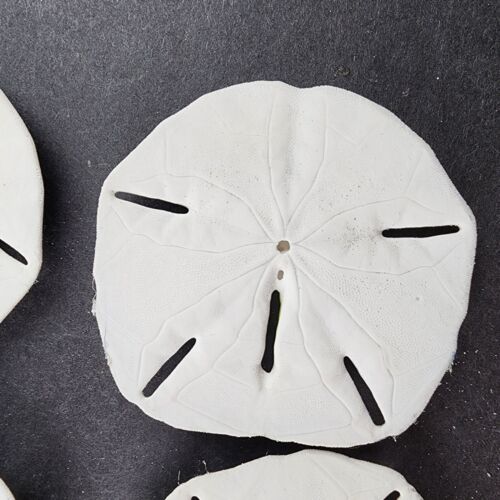 7 Hand Painted Sand Dollars Simple Flowers Sizes 3" to 4.5" Across Vintage