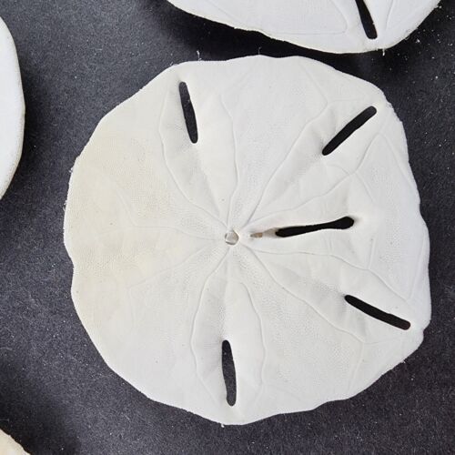 7 Hand Painted Sand Dollars Simple Flowers Sizes 3" to 4.5" Across Vintage