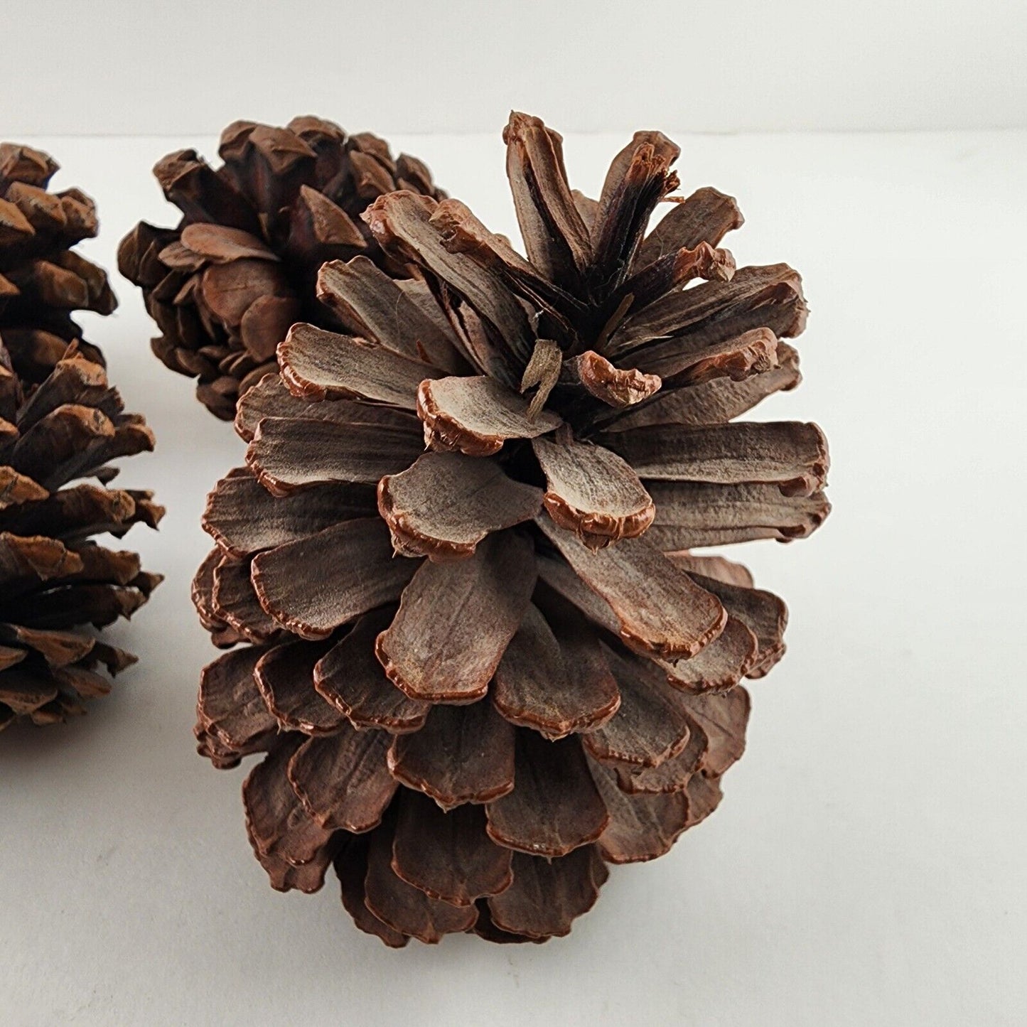 Lots of Pine Cones 3-5" Large Size Estimated at 100 Plus Units for Crafting Etc