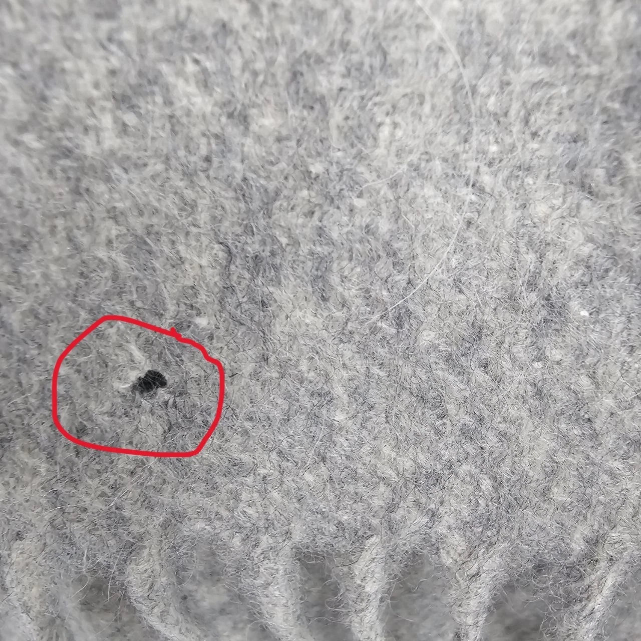 Charter Club 100% Cashmere Scarf Light Grey Heather Fringed Winter Luxury 10x62"