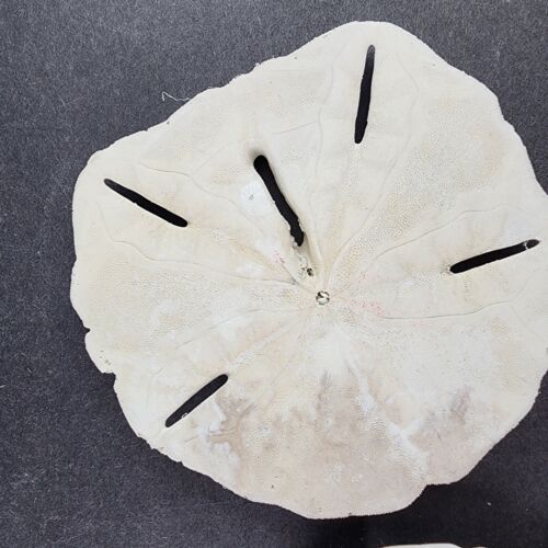 7 Hand Painted Sand Dollars Simple Flowers Sizes 3" to 4.5" Across Vintage