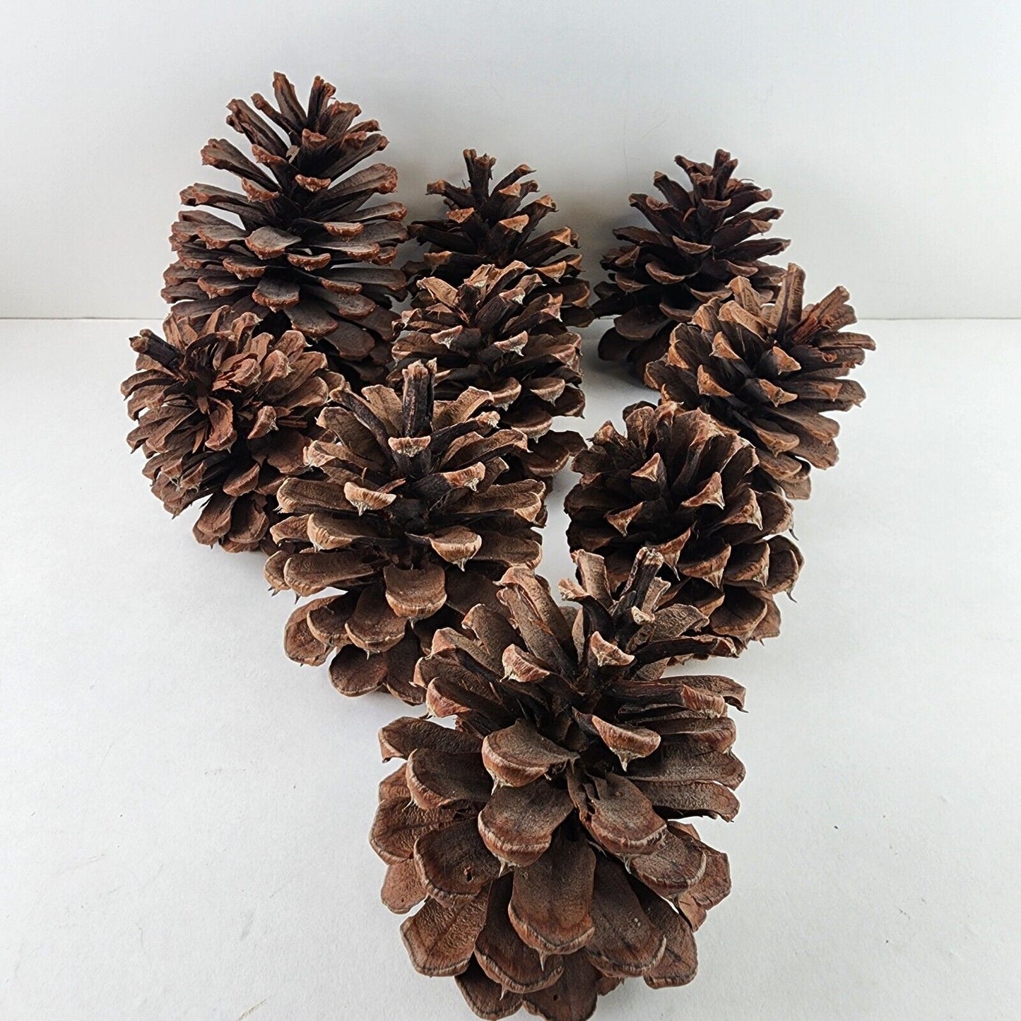 Lots of Pine Cones 3-5" Large Size Estimated at 100 Plus Units for Crafting Etc