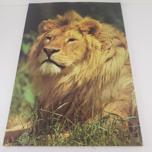 24 Posters Book of Animals Glossy Color Panda Penguin Jaguar Tiger 10"x14" 1982