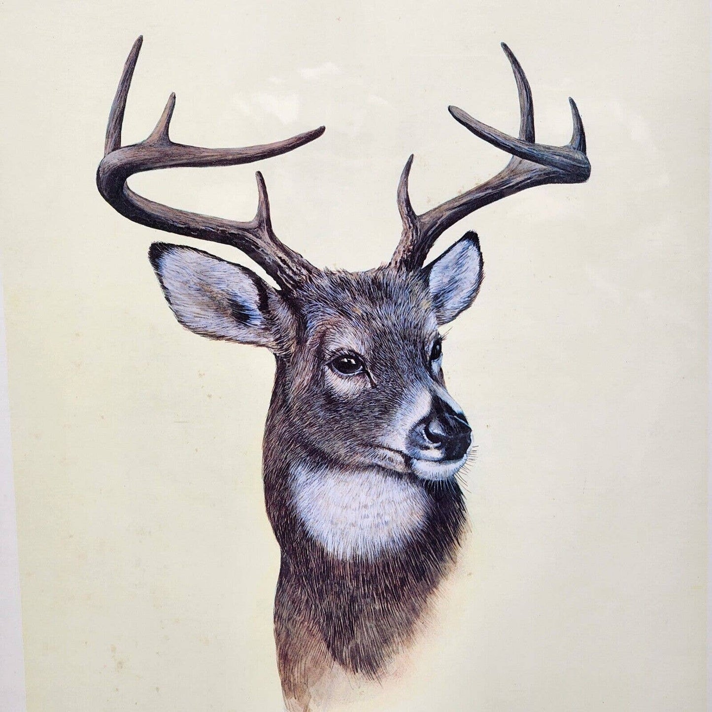 WOODLAND MONARCH by Ralph J McDonald '82 Numbered Signed Print Framed and Matted