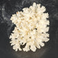 Natural White Stem Coral Specimen Genuine 5" Sea Life Nautical Coastal Decor