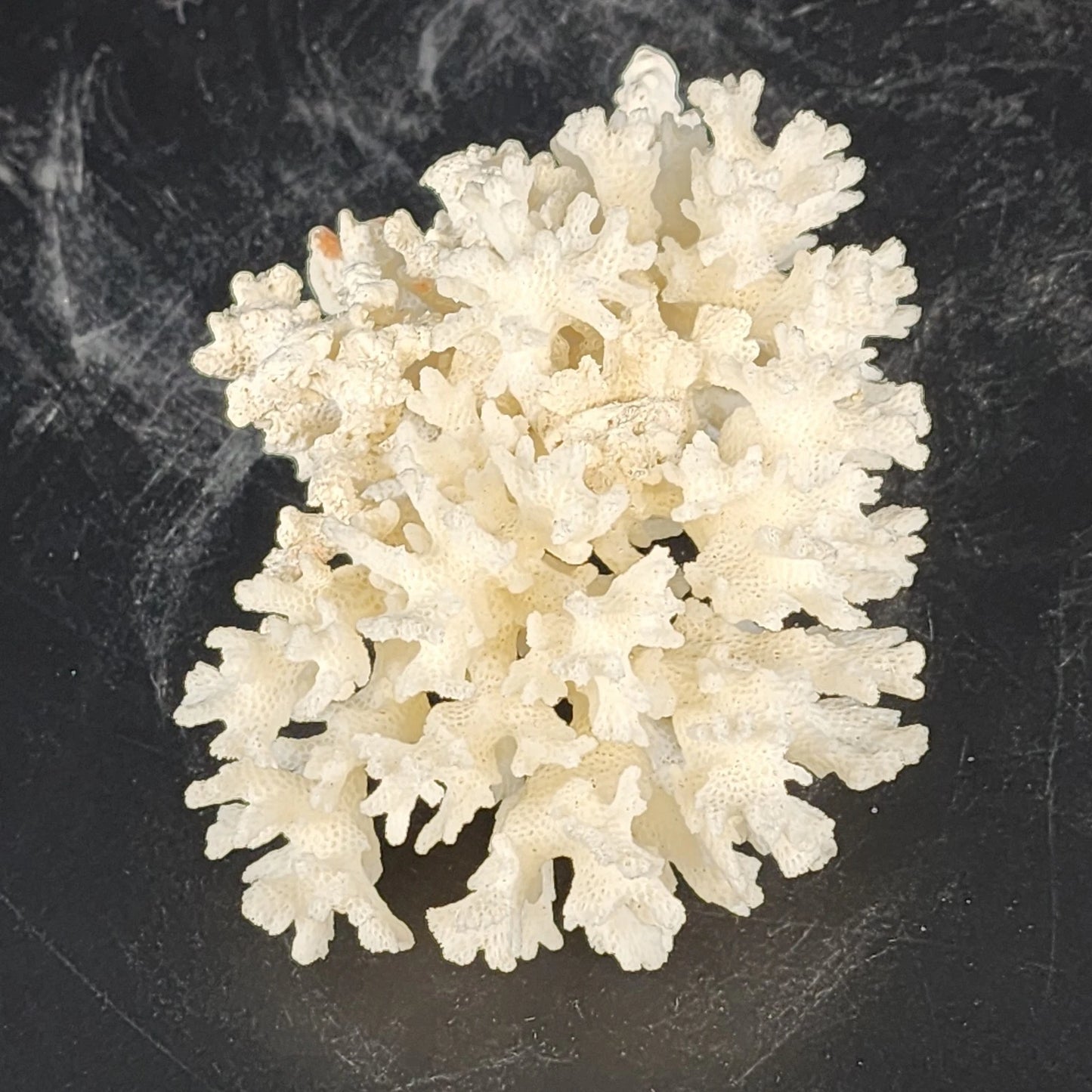 Natural White Stem Coral Specimen Genuine 5" Sea Life Nautical Coastal Decor