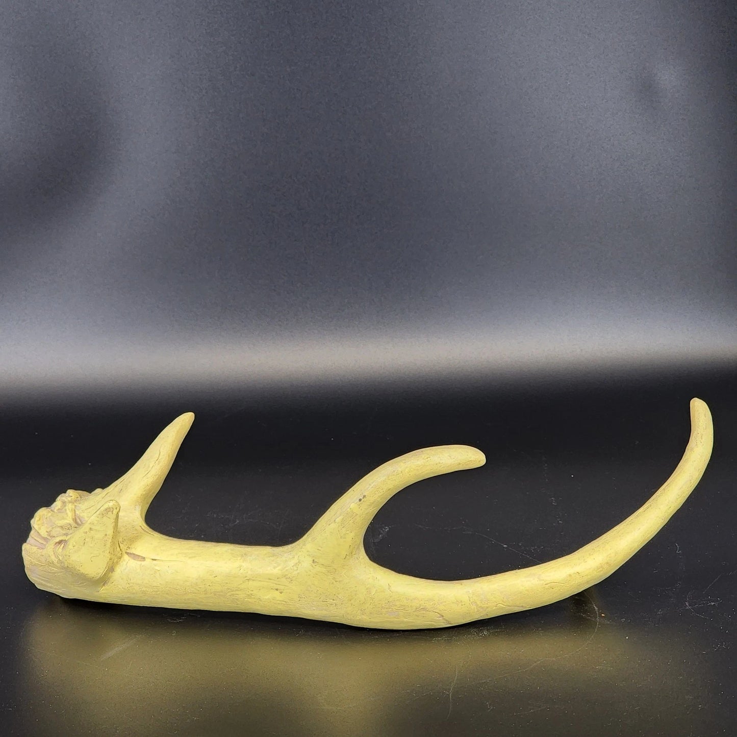 Authentic Whitetail Deer Antler Shed 6-Point Rustic Cabin Decor 12" Specimen Vtg