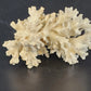 Natural White Stem Coral Specimen Genuine 5" Sea Life Nautical Coastal Decor