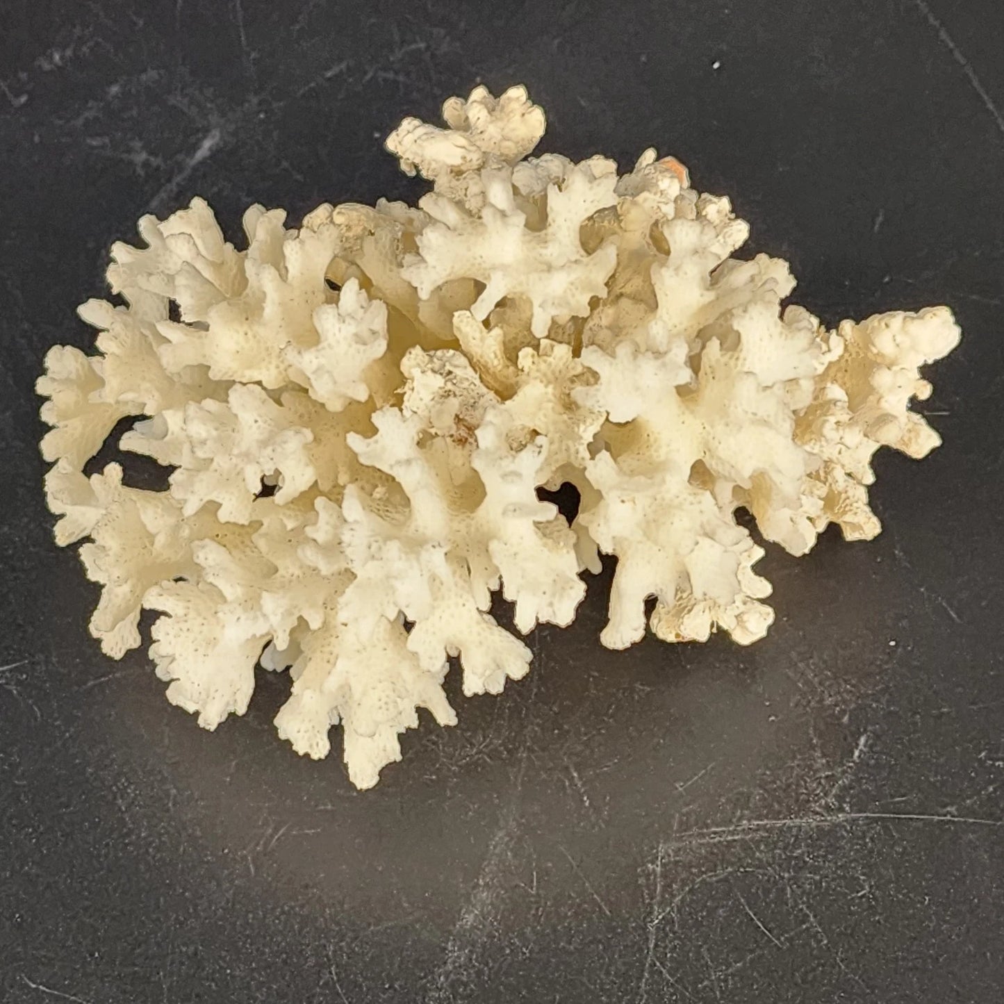 Natural White Stem Coral Specimen Genuine 5" Sea Life Nautical Coastal Decor