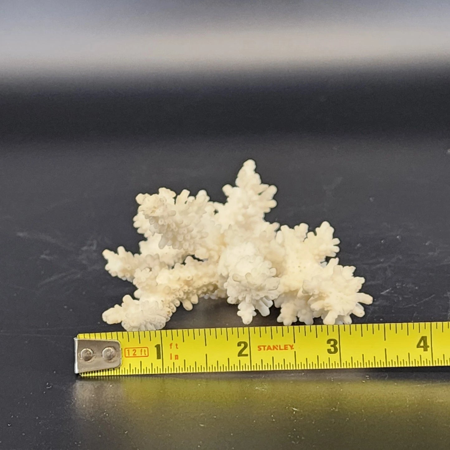 Natural White Branching Coral Specimen Coastal Nautical Decor 4.5