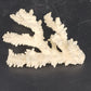 Natural White Branching Coral Specimen Coastal Nautical Decor 4.5