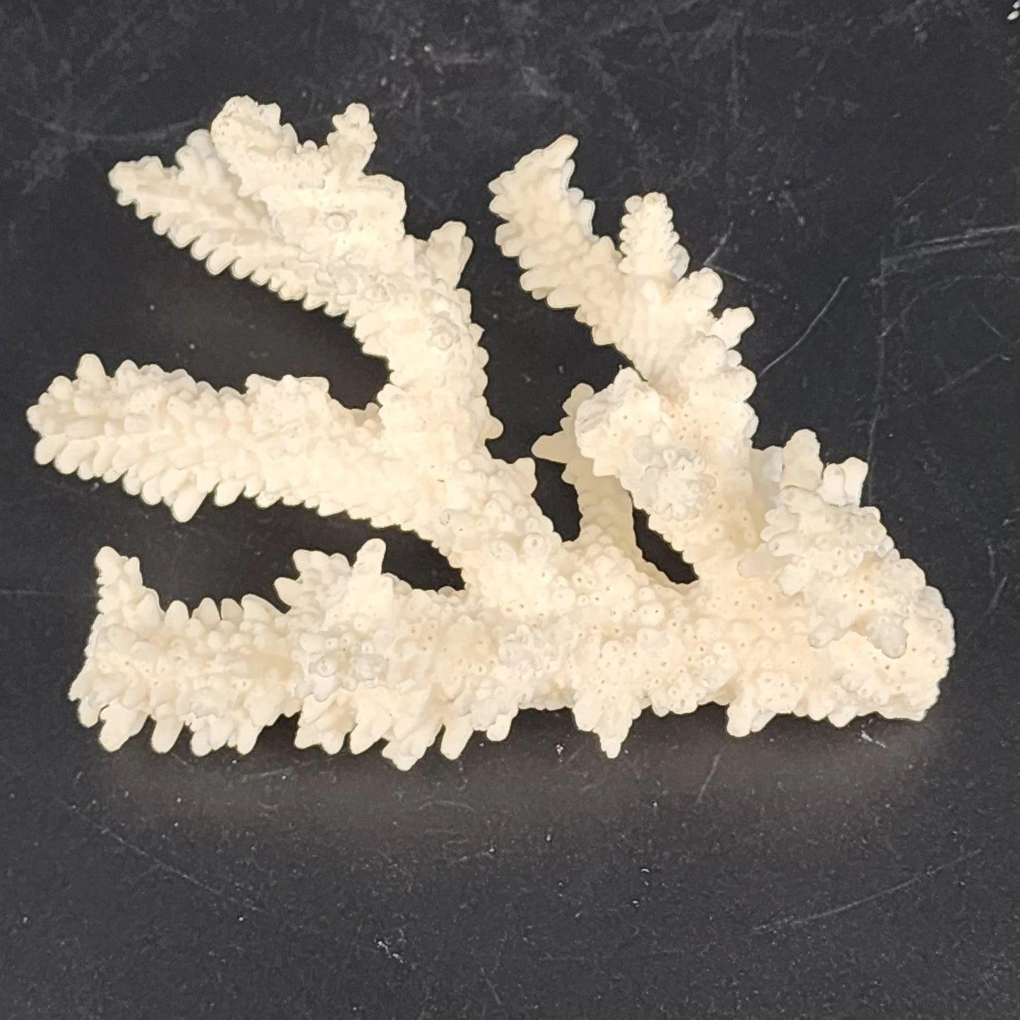 Natural White Branching Coral Specimen Coastal Nautical Decor 4.5