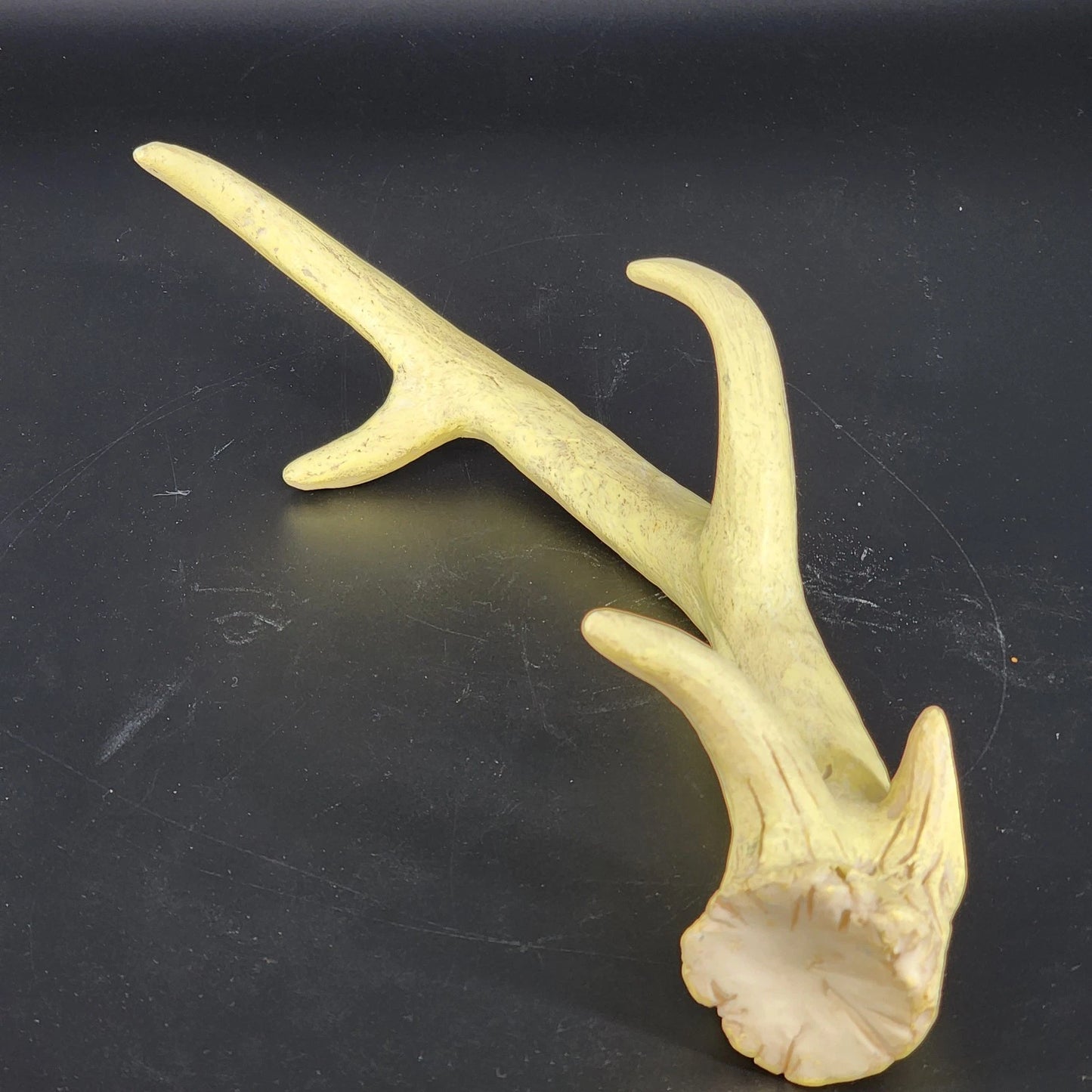 Authentic Whitetail Deer Antler Shed 6-Point Rustic Cabin Decor 12" Specimen Vtg