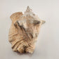 Rooster Conch Shell Beach Décor Ocean Seafloor Seashell 9" x 7 inches