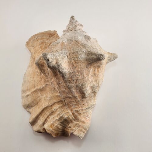 Rooster Conch Shell Beach Décor Ocean Seafloor Seashell 9" x 7 inches