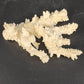 Natural White Branching Coral Specimen Coastal Nautical Decor 4.5