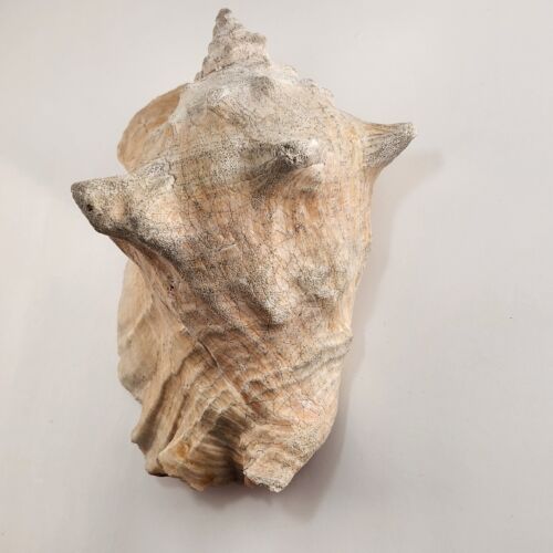 Rooster Conch Shell Beach Décor Ocean Seafloor Seashell 9" x 7 inches