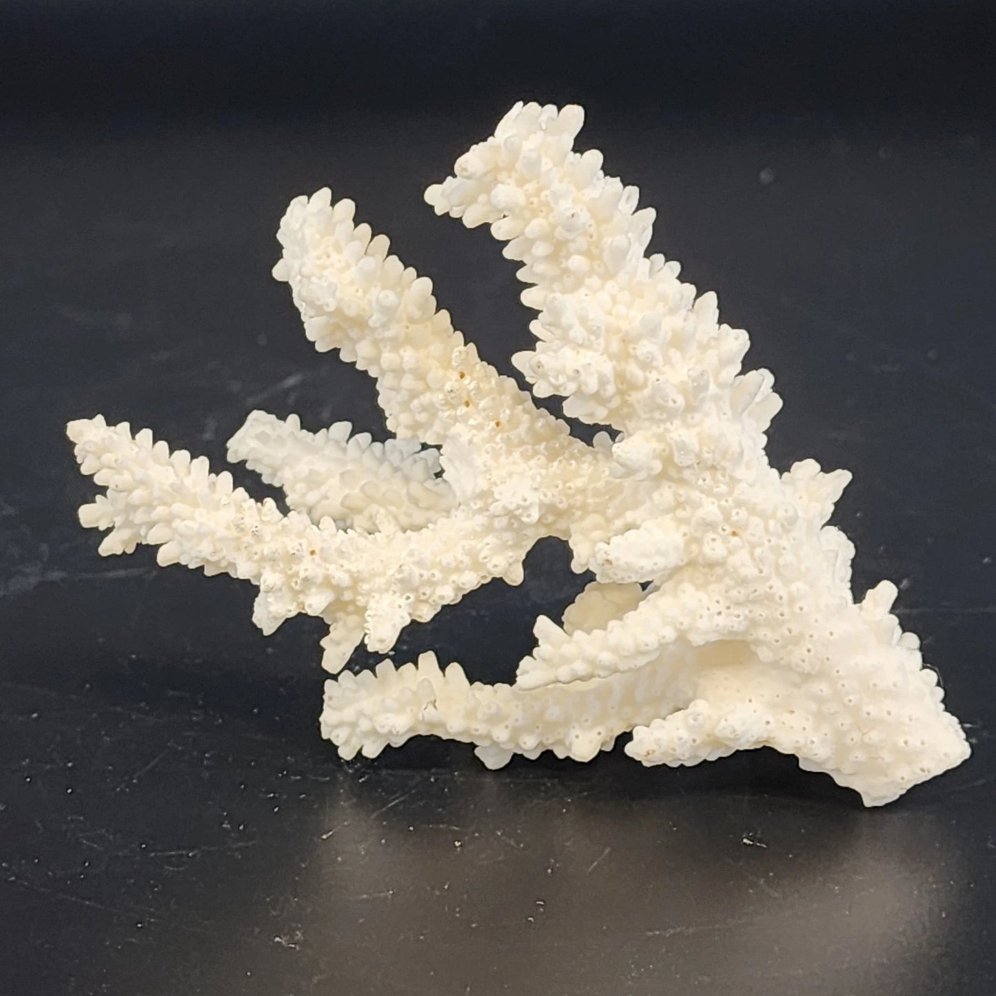 Natural White Branching Coral Specimen Coastal Nautical Decor 4.5