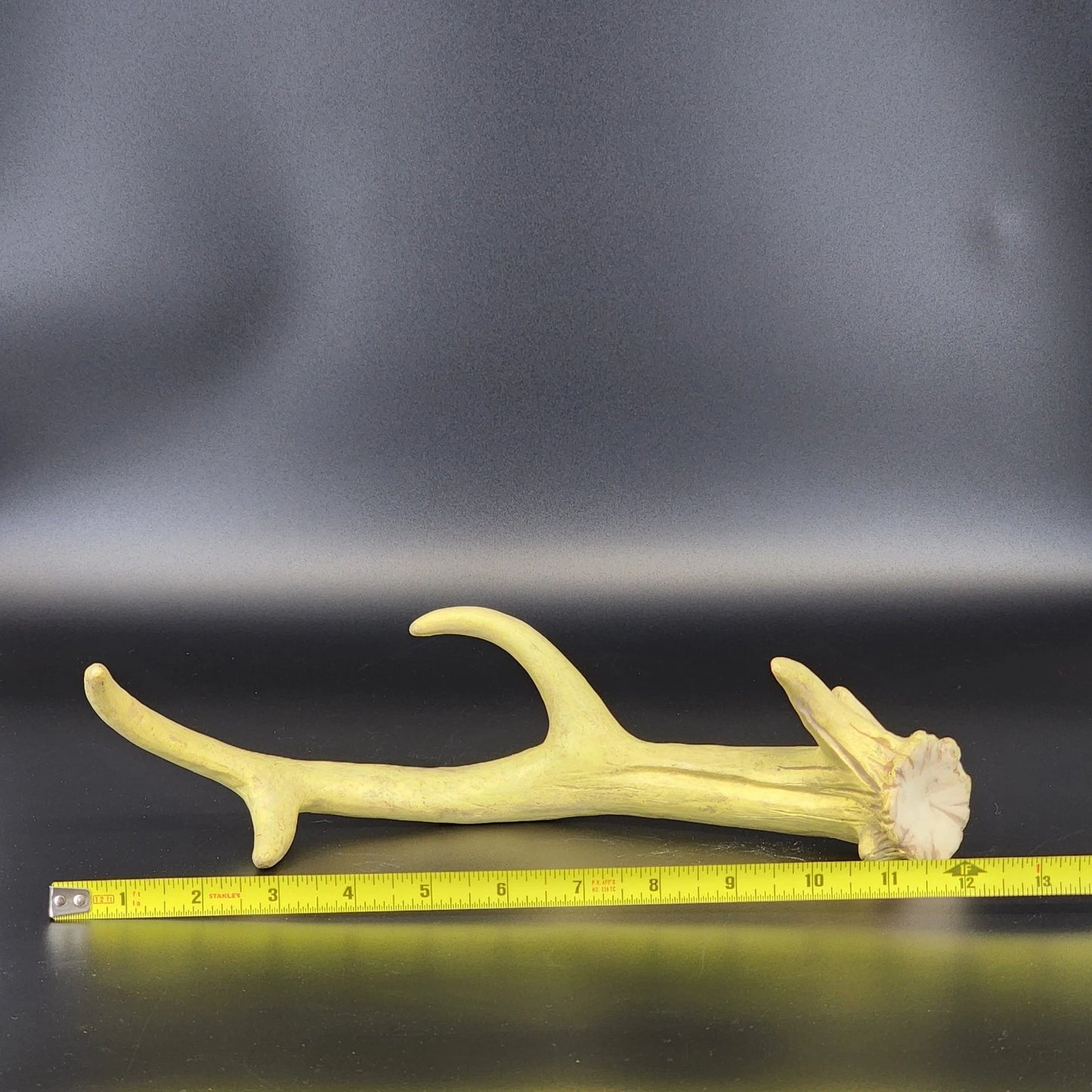 Authentic Whitetail Deer Antler Shed 6-Point Rustic Cabin Decor 12" Specimen Vtg