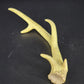 Authentic Whitetail Deer Antler Shed 6-Point Rustic Cabin Decor 12" Specimen Vtg