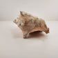 Rooster Conch Shell Beach Décor Ocean Seafloor Seashell 9" x 7 inches