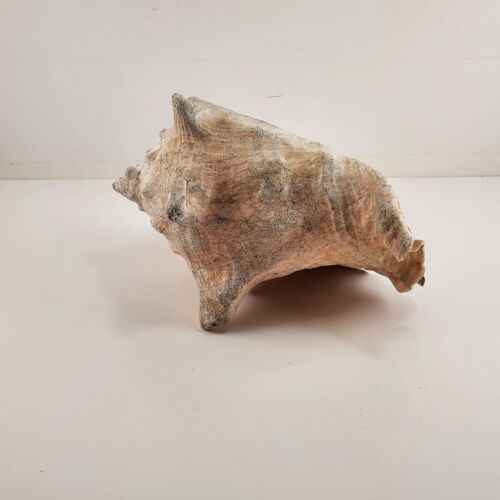 Rooster Conch Shell Beach Décor Ocean Seafloor Seashell 9" x 7 inches