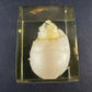 Lucite Paperweight Souvenir Florida Chick Egg Vintage Acrylic DaisyGlas 1970's