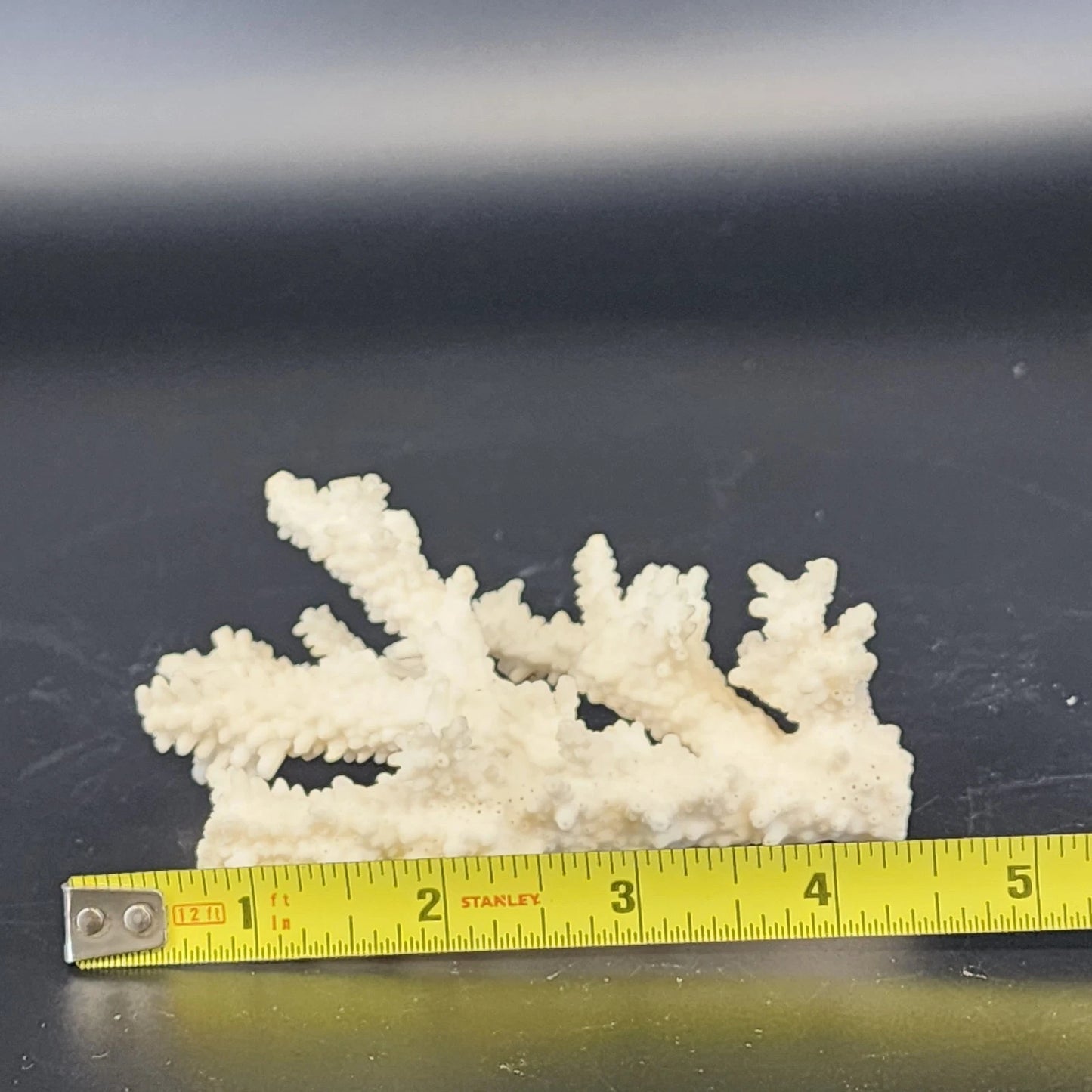 Natural White Branching Coral Specimen Coastal Nautical Decor 4.5