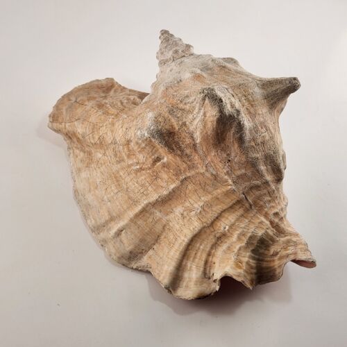 Rooster Conch Shell Beach Décor Ocean Seafloor Seashell 9" x 7 inches