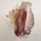 Rooster Conch Shell Beach Décor Ocean Seafloor Seashell 9" x 7 inches