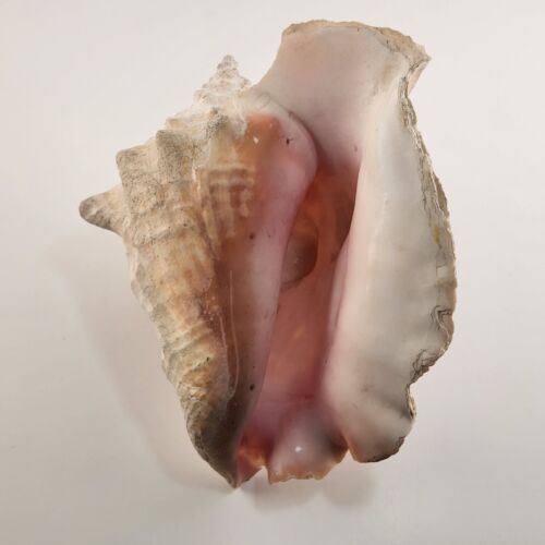 Rooster Conch Shell Beach Décor Ocean Seafloor Seashell 9" x 7 inches