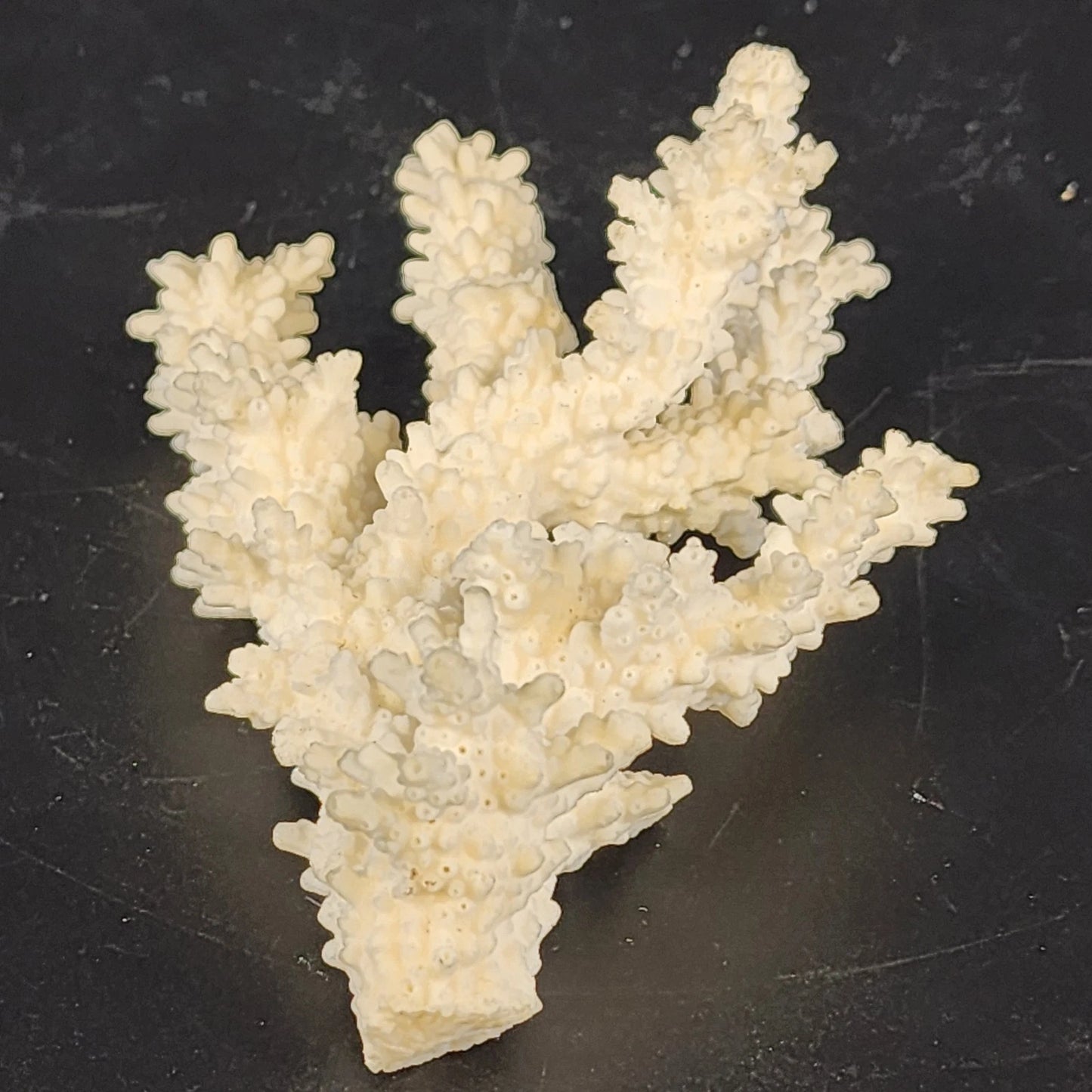 Natural White Branching Coral Specimen Coastal Nautical Decor 4.5