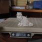 Castagna White Persian Cat Figurine Resin Blue Eyes 4" Textured Fur Italy 1988