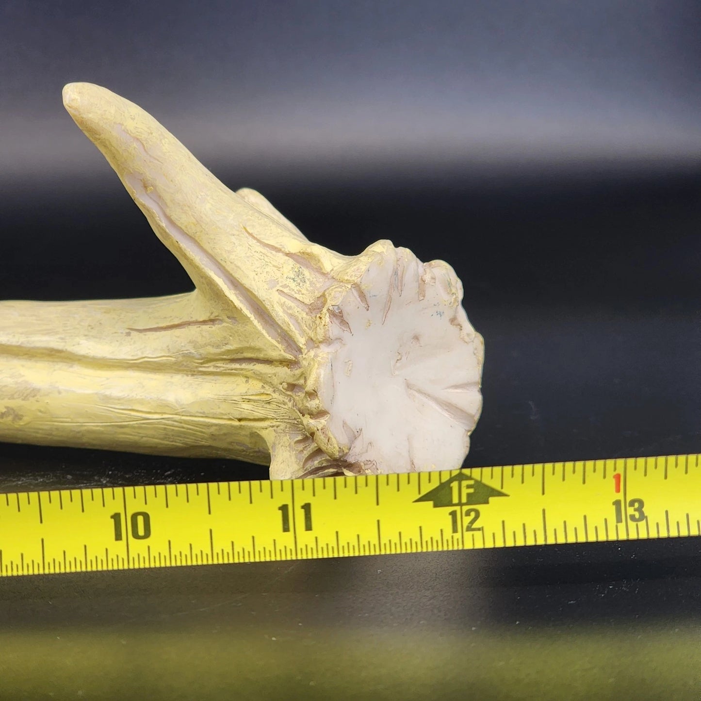 Authentic Whitetail Deer Antler Shed 6-Point Rustic Cabin Decor 12" Specimen Vtg