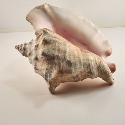 Rooster Conch Shell Beach Décor Ocean Seafloor Seashell 9" x 7 inches