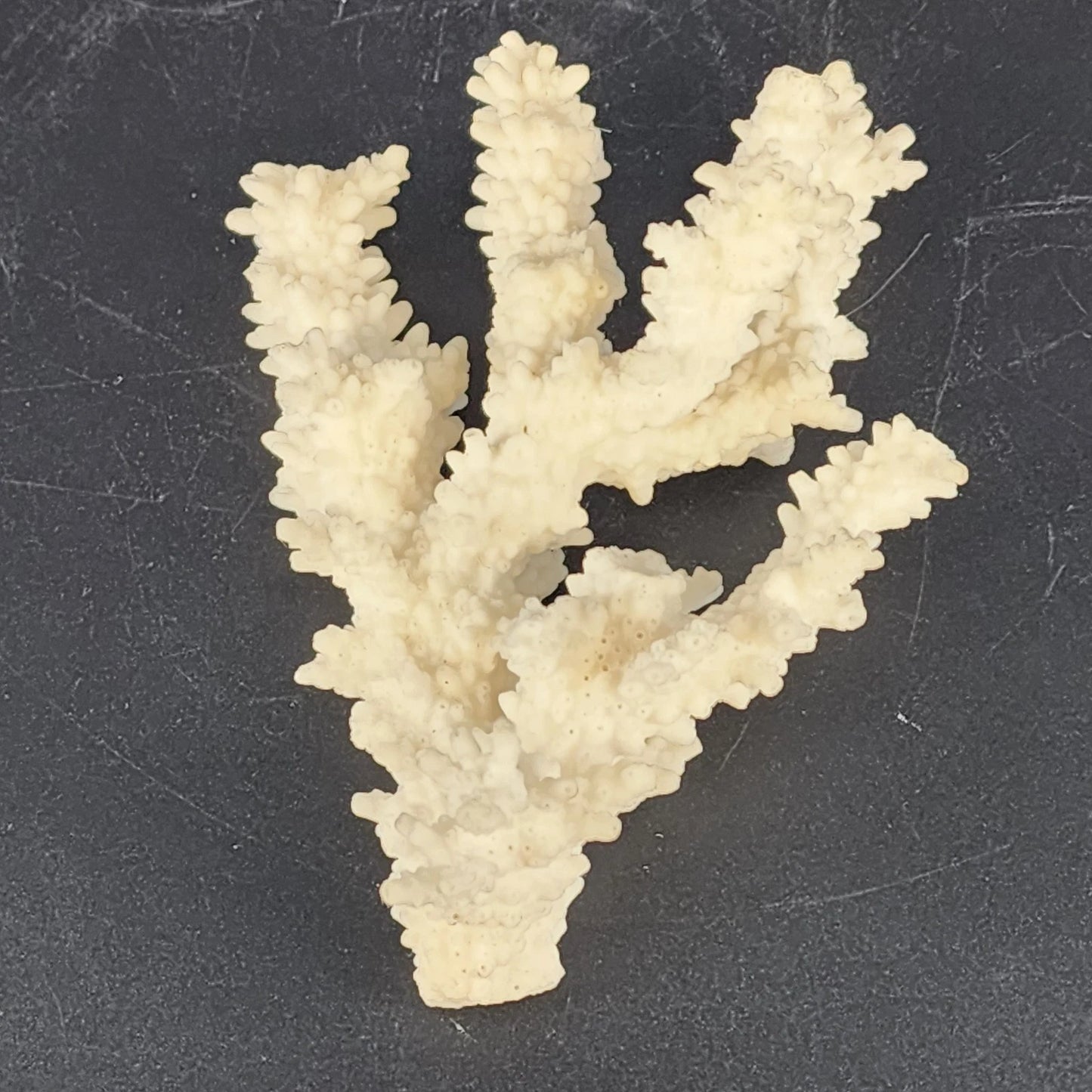 Natural white branching coral specimen for coastal decor