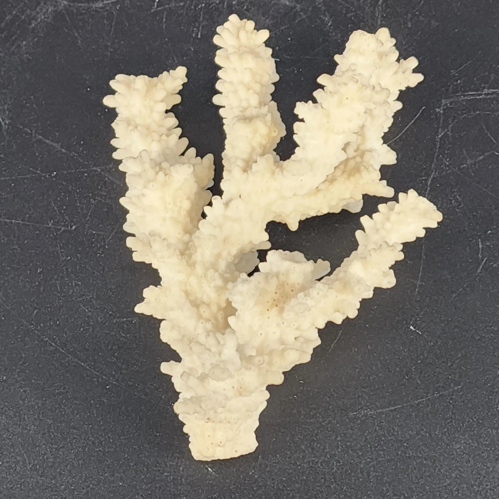 Natural white branching coral specimen for coastal decor