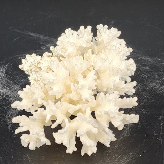 Natural white branching coral specimen for coastal nautical decor