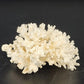 Natural White Stem Coral Specimen Genuine 5" Sea Life Nautical Coastal Decor