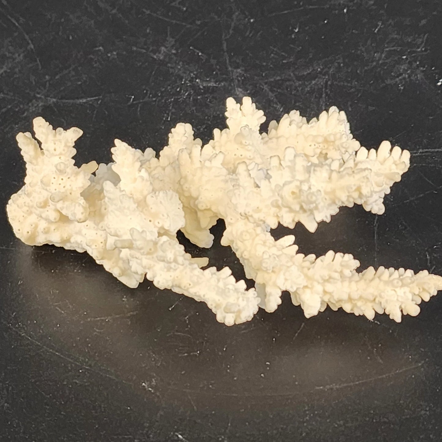 Natural White Branching Coral Specimen Coastal Nautical Decor 4.5