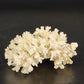 Natural White Stem Coral Specimen Genuine 5" Sea Life Nautical Coastal Decor